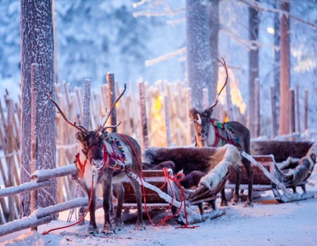 Circuit Rêveries en Laponie et nuit en igloo de verre - 2