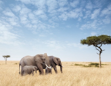 Evasion Kenyane - 10J/8N - 4