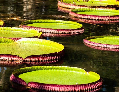 Indispensable Brésil + extension Amazonie - 12 jours / 10 nuits - 3