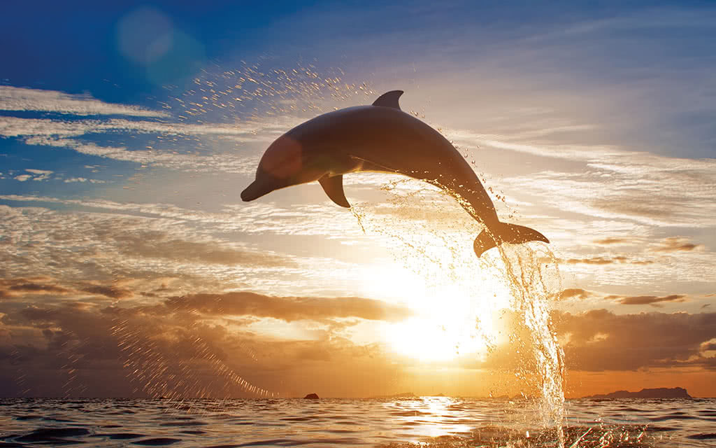 Hôtel Cocoon 5* - 5