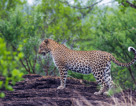 Circuit Trésors du Sri Lanka en Privatif et plage à Pasikudah 4* - 5