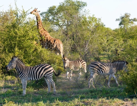 Safari Dream, Chutes Victoria et Parc Chobe 2025 - 14J/11N - Vols Air France - 3