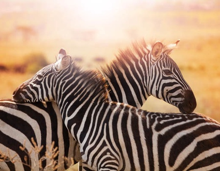 Combiné circuit et hôtel Jacaranda Indian Ocean Beach Resort 4* avec 1 nuit Tsavo Est ****