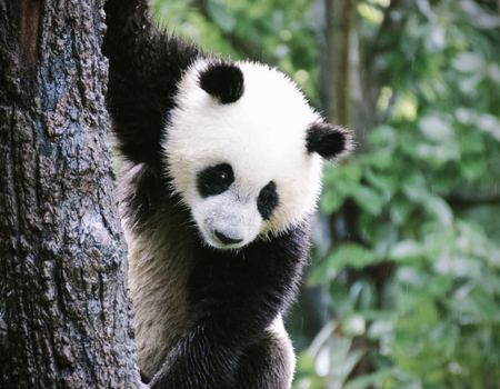 Circuit Pandas et Dragons en Privatif - Image 1