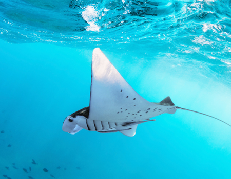 Circuit d'Ubud aux Joyaux Marins de Bali en Privatif - 5