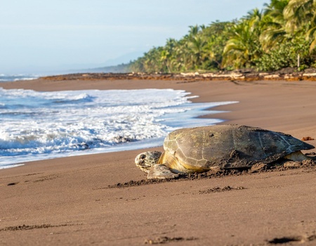Cap sur le Costa Rica - 10J/8N - 2026 - Limité à 20 pers. - 2