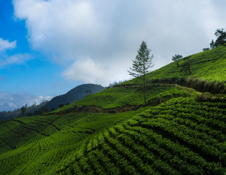 Circuit Sri Lanka Nature et Traditions en Privatif - 3