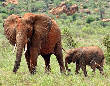 Combiné circuit et hôtel Papillon Lagoon Reef 3* avec 1 nuit Tsavo est - 5