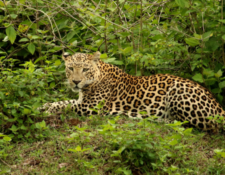 Circuit ** Collection Prestige ** Inde secrète : entre rizières, backwaters et plages sauvages - 2