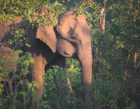 Circuit Sri Lanka Nature et Traditions en Privatif - 5