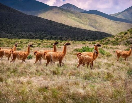 Circuit Contrastes de la Patagonie et du Nord Argentin - 5
