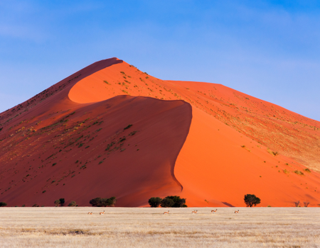Circuit Du Royaume des Animaux aux Sables du Kalahari **Version 2026** - 4