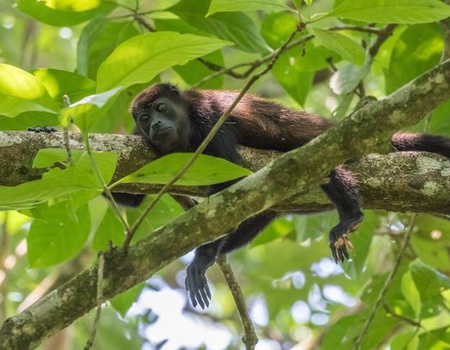 Immersion au Costa Rica 12J/10N - 2025 - 3