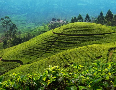 Circuit Regard sur le Sri Lanka - 2