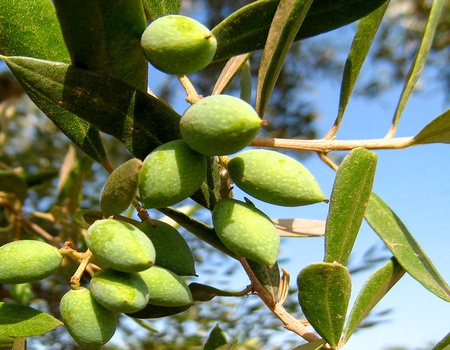 Circuit Découverte et détente en Crète - 5