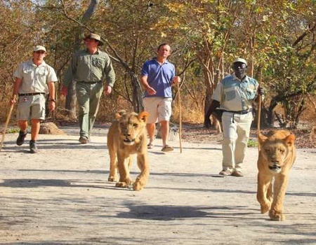 Circuit Beautés du Sénégal et balade avec les lions de Fathala - 5