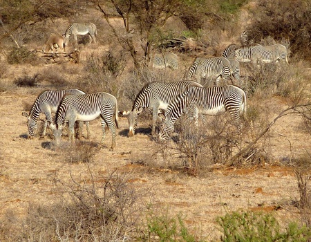 Safari Féeries d'Afrique - 4