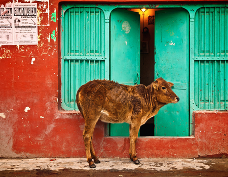 Circuit Forts et Palais du Rajasthan en Privatif 3* - 2