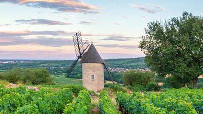 Croisière au coeur de la Bourgogne, ses vins et ses saveurs régionales (formule port-port) - Côte d'Or - Dijon, Centre - Image 2