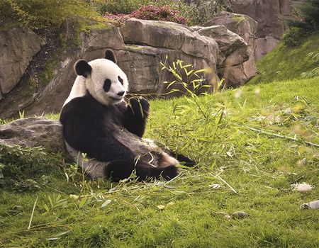 Les merveilles naturelles de la Chine (petit groupe - 6-12 pers.) - 2