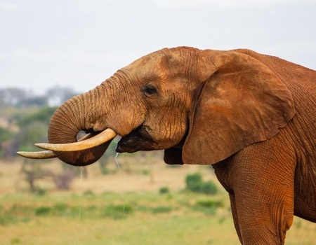 Safari 3 nuits Tsavo East, Amboseli & Séjour au Kappa Club Crystal Bay Resort 4*sup nl - 1