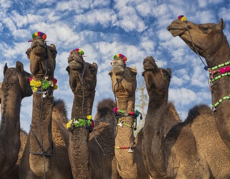 Splendeurs de l'Inde du Nord - Spécial Fête de Pushkar - & Sources du Gange 14J/11N - 2026- Limité à 28 pers. - 2