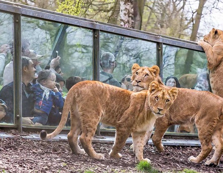 Séjournez près de Versailles et venez découvrir le ZooSafari de Thoiry - 3*