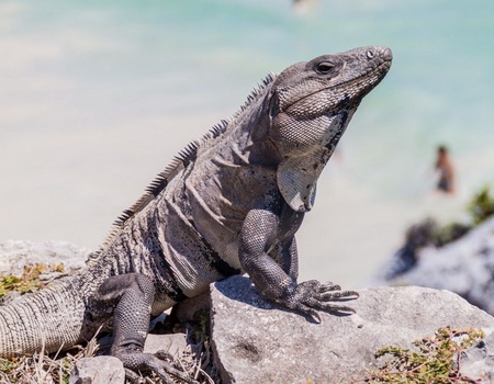 Découverte du Monde Maya et Guatemala - 14J/12N - Limité à 18 pers. - 2025 - 4