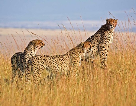 Circuit privé Au pays du Roi Lion - 4