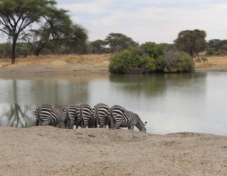 Safari Privatif - Aventure Tanzanienne - 1