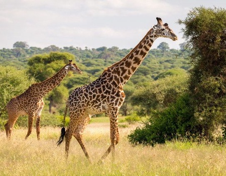 voyage tanzanie carrefour