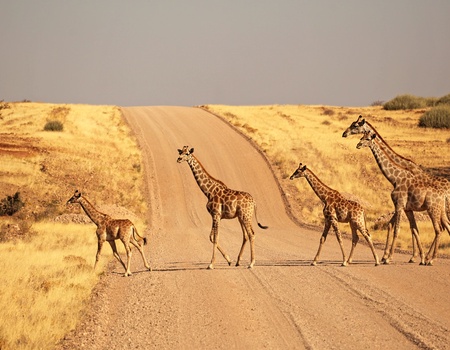 Circuit Immersif - Pays himba, dunes et réserves de Namibie - Namibie, Afrique Océan Indien - Image 2