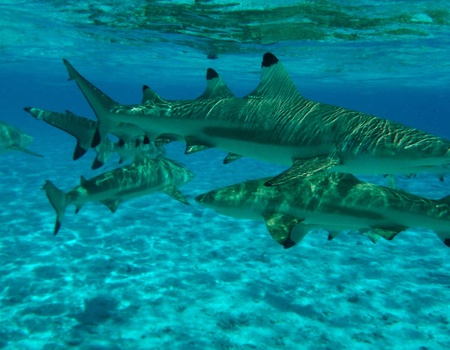 Escapade en famille avec la découverte de l'aquarium dans un hôtel de charme à St-malo - 4* - 1