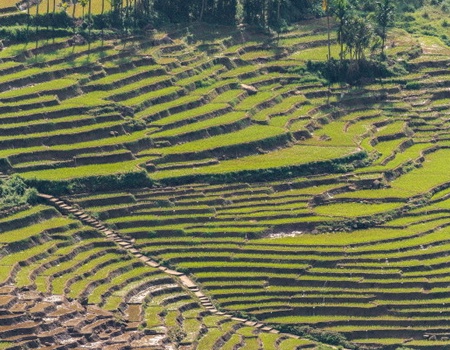 Circuit Intense Sri Lanka (privatif) et Framissima Mermaid 4* - 5