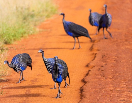 Combiné circuit et hôtel Papillon Lagoon Reef 3* avec 1 nuit Tsavo est - 2