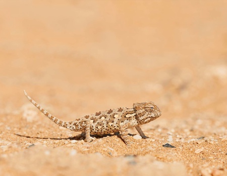 Autotour Sur les routes de Namibie **** - 4
