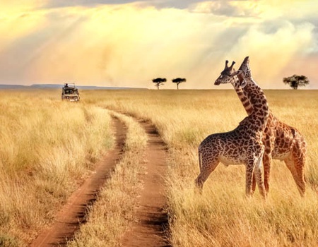 Combiné circuit et hôtel Jacaranda Indian Ocean Beach Resort 4* avec 2 nuits Tsavo Est/Ouest ****