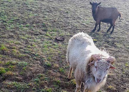 Camping Le Lac aux oiseaux - 3