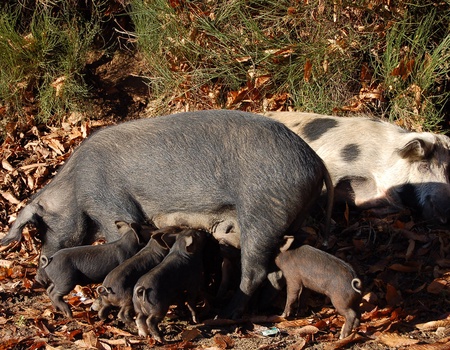 Corsica Tradizioni en demi-pension ( sans transport ) - 3