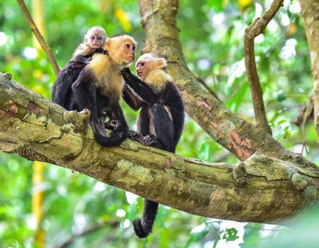 Autotour Les couleurs du Costa Rica 4* - 5