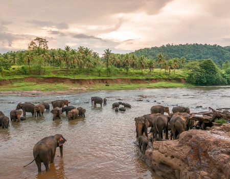 Circuit Odyssée Sri lankaise 4* & Extension au Jet Tours Signature Citrus Waskaduwa 5*