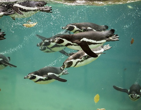 OFFRE EXCLUSIVE - ZooParc de Beauval - Hôtel Les Jardins de Beauval 3* - Parc Zoo de Beauval, Centre - Image 2