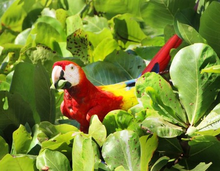 Immersion au Costa Rica & Extension Playa Tambor 15J/13N - 2025