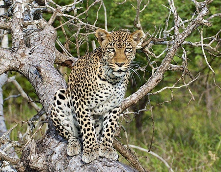 Combiné Ôclub Select SBH Monica Zanzibar 5* et Safari 2 nuits - 2