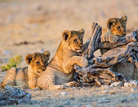 Parcours Namibien 2026 - Namibie, Afrique Océan Indien - Image 3