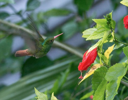 Circuit L'Équateur entre nature et authenticité + pré-tour Amazonie (maximum 16 participants) - 4