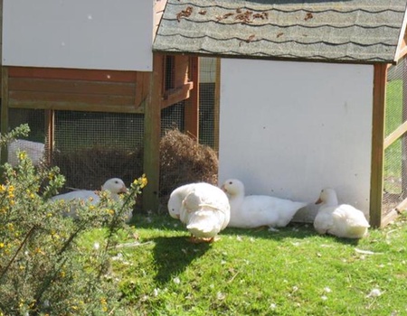 Camping Les P'tites Maisons dans la Prairie, 3* - 2