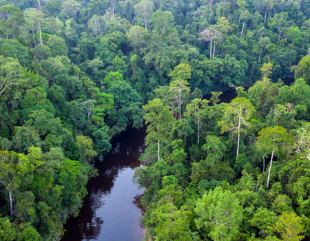 Malaisie en Liberté, Sur les Terres Sauvages de Taman Negara 3* - 4
