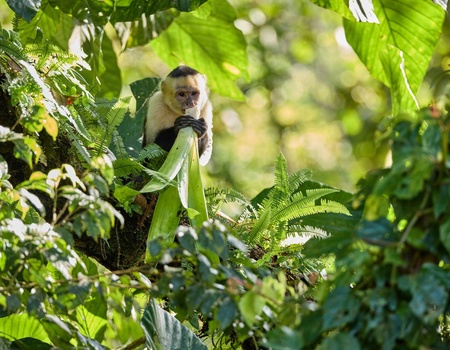 Circuit Costa Rica authentique : trek entre forêts et volcans - 5