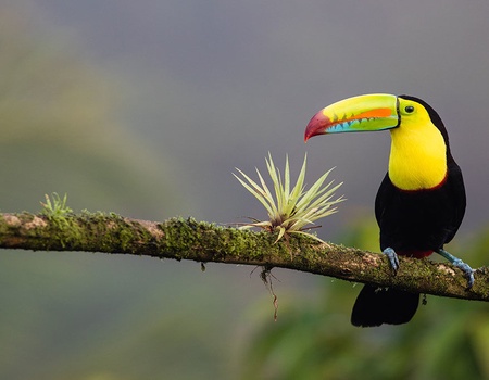 Séjour Costa Rica : Évasion sur la Côte Pacifique - 4